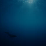 Relaxing Sleep Music with Underwater Whale Sounds